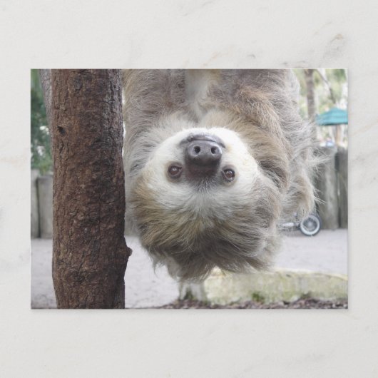 Carte postale Sloth (Devant)
