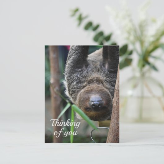 Carte Postale Sloth Hanging Out Edinburgh Zoo Penser à vous (Debout devant)