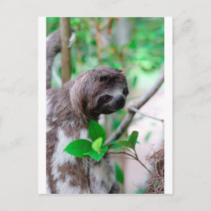 Carte Postale Sloth in tree Nicaragua