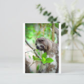 Carte Postale Sloth in tree Nicaragua (Debout devant)