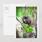 Carte Postale Sloth in tree Nicaragua (Devant / Derrière)