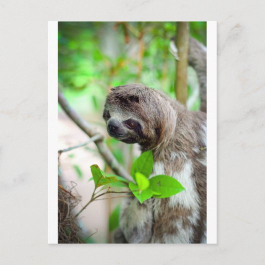 Carte Postale Sloth in tree Nicaragua (Devant)