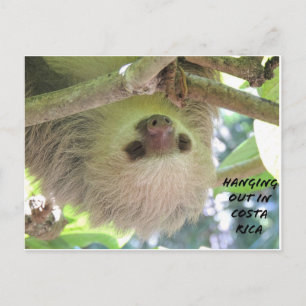 Carte Postale Sloth pendu autour du Costa Rica