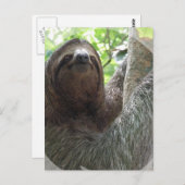 Carte Postale Sloth Photo Design (Devant / Derrière)