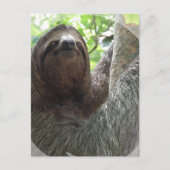 Carte Postale Sloth Photo Design (Devant)