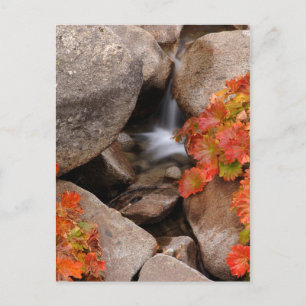 Carte Postale Small creek in autumn, California
