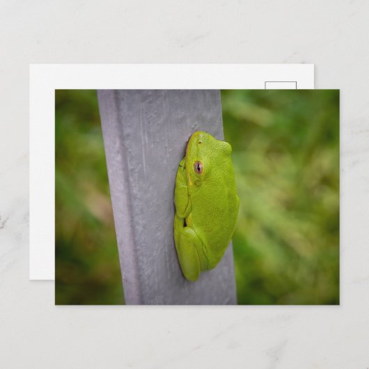 Carte Postale Small green tree frog clings to a metal rail. (Devant / Derrière)