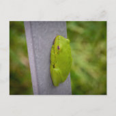 Carte Postale Small green tree frog clings to a metal rail. (Devant)