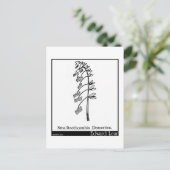 Carte Postale Smalltoothcombia Domestica. (Debout devant)