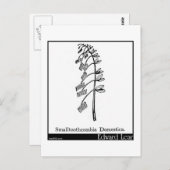 Carte Postale Smalltoothcombia Domestica. (Devant / Derrière)