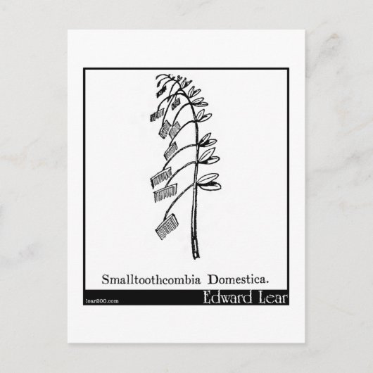 Carte Postale Smalltoothcombia Domestica. (Devant)