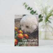 Carte Postale Smell the Flowers (Debout devant)