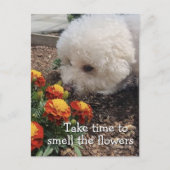 Carte Postale Smell the Flowers (Devant)