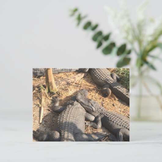 Carte Postale Smilin' Alligator (Debout devant)