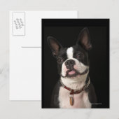 Carte Postale Smiling Boston terrier with collar (Devant / Derrière)