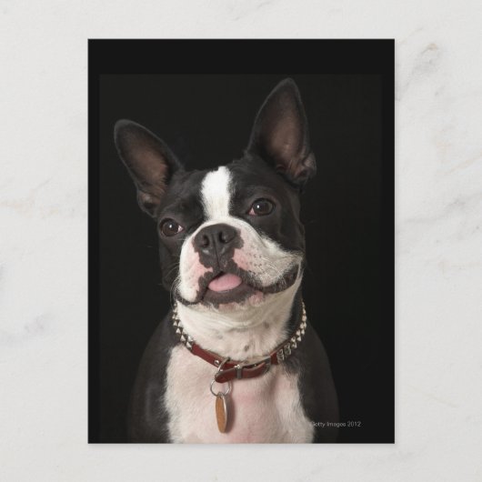 Carte Postale Smiling Boston terrier with collar (Devant)