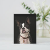 Carte Postale Smiling Boston terrier with collar (Debout devant)