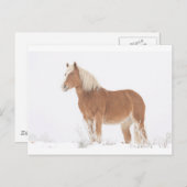 Carte Postale Smiling Palomino Horse in the Snow (Devant / Derrière)