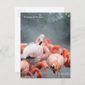 Carte Postale Smithsonian | Flamants roses Dans La Neige (Devant / Derrière)