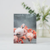 Carte Postale Smithsonian | Flamants roses Dans La Neige (Debout devant)