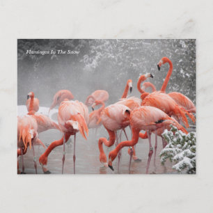 Carte Postale Smithsonian   Flamants roses Dans La Neige