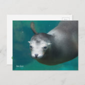 Carte Postale Smithsonian | Lion de mer (Devant / Derrière)