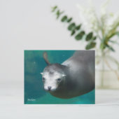 Carte Postale Smithsonian | Lion de mer (Debout devant)