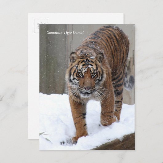 Carte Postale Smithsonian | Sumatran Tiger Damai (Devant / Derrière)