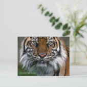 Carte Postale Smithsonian | Sumatran Tiger Soyono (Debout devant)