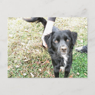 Carte Postale Smokey adorable pose pour l'appareil photo