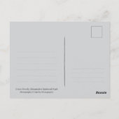 Carte Postale Smoky Mountains Black Bear Cub Wildlife (Dos)