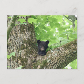Carte Postale Smoky Mountains Black Bear Cub Wildlife
