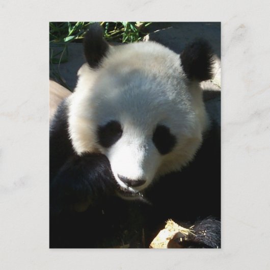 Carte Postale Snack de l'après-midi 1 (Devant)