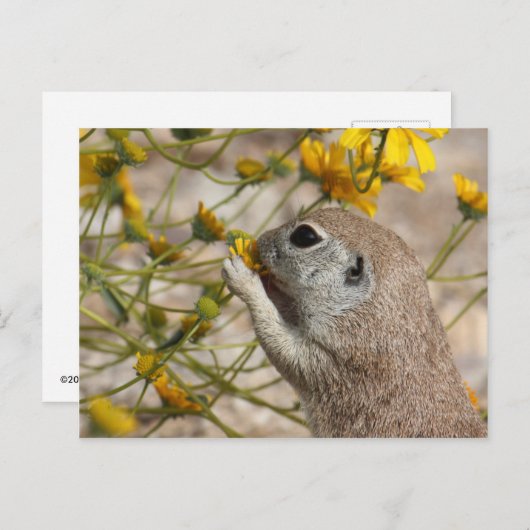 Carte Postale Snack Postcard (Devant / Derrière)