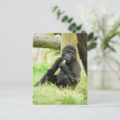 Carte Postale Snacking Baby Gorilla (Debout devant)