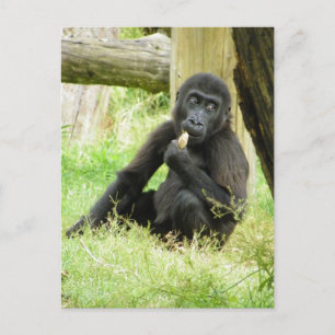 Carte Postale Snacking Baby Gorilla