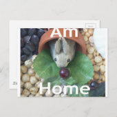 Carte Postale Snacking de lapin mignon (Devant / Derrière)