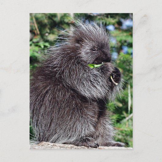 Carte Postale Snacking Porcupine (Devant)
