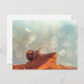 Carte postale Snail (Devant / Derrière)