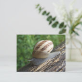 Carte postale Snail (Debout devant)