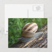 Carte postale Snail (Devant / Derrière)