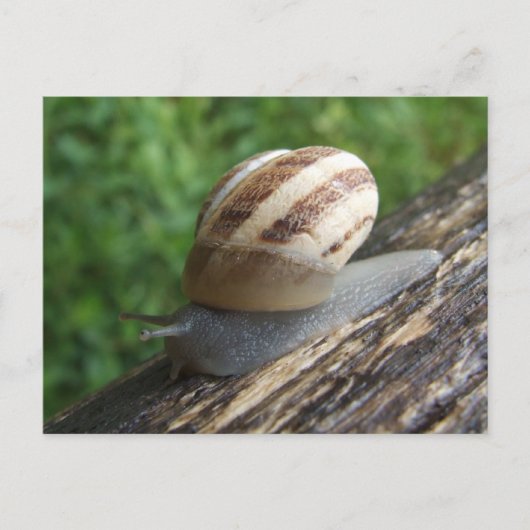 Carte postale Snail (Devant)