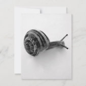 Carte postale Snail (Dos)