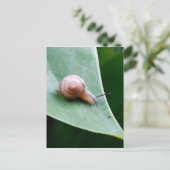 Carte Postale Snail du jardin Brown (Debout devant)