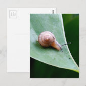 Carte Postale Snail du jardin Brown (Devant / Derrière)