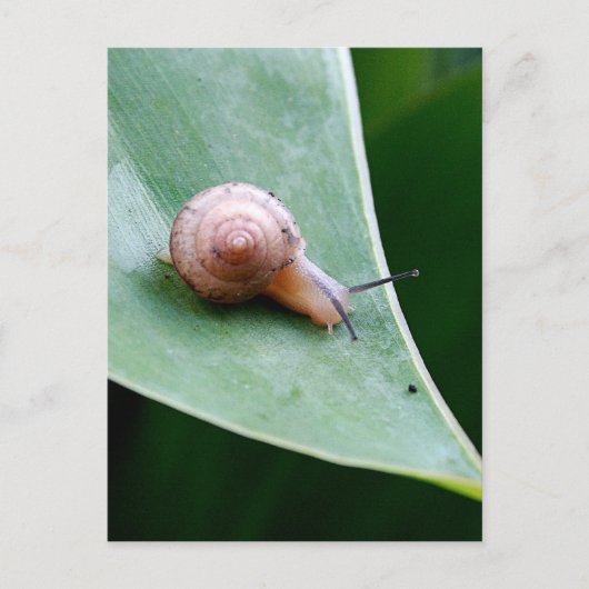 Carte Postale Snail du jardin Brown (Devant)