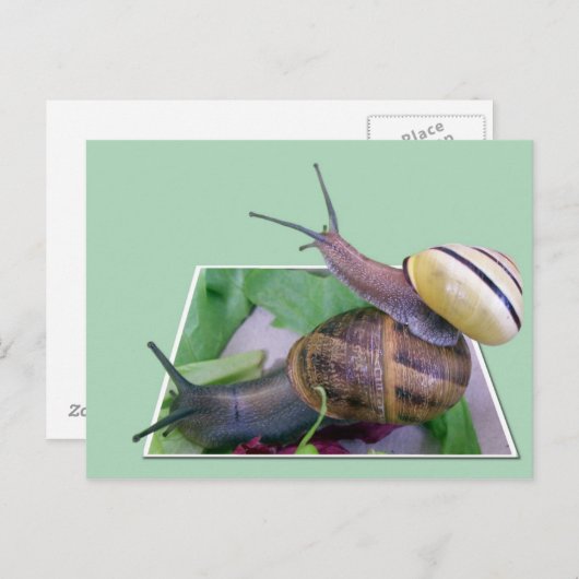 Carte postale Snails (Devant / Derrière)