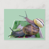 Carte postale Snails (Devant)