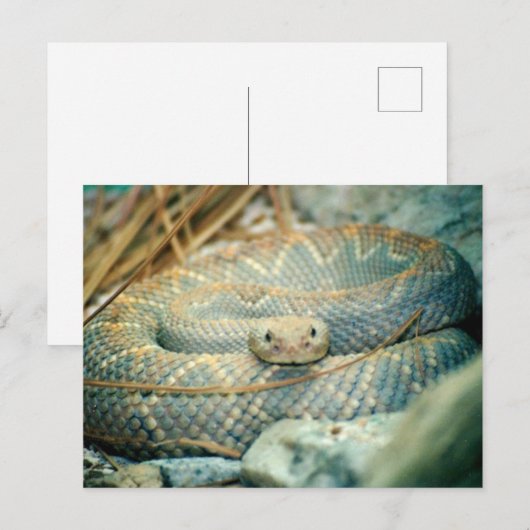 Carte postale Snake (Devant / Derrière)
