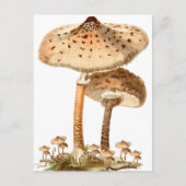 Carte Postale Snake Agaric Funghi Script Vintage | (Devant)